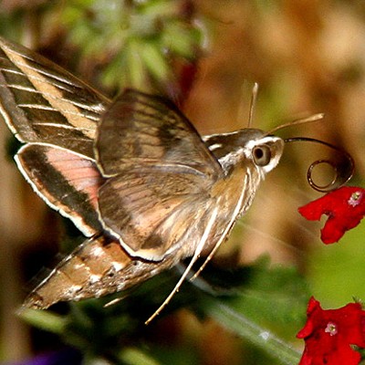 The Hummingbird Wannabe (3)