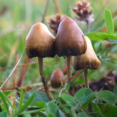 Psilocybin Therapy Initiative May Appear on the State Ballot