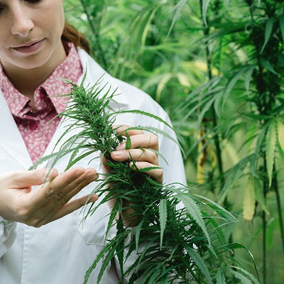 Skyrocketing Number of Cannabis Studies