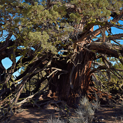VIDEO: The Oldest Tree in the Badlands