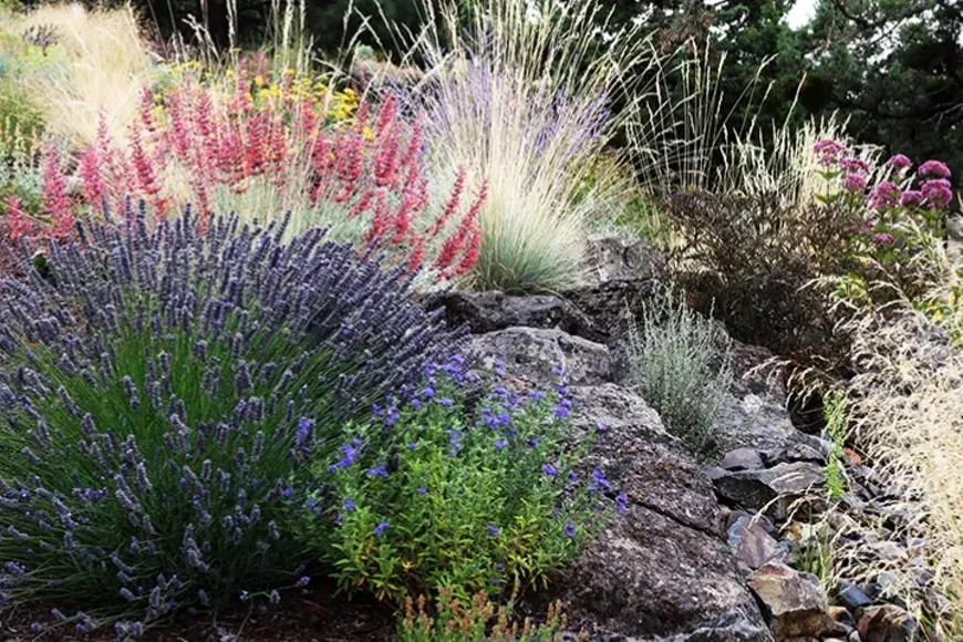waterwisegardening-720x480.webp