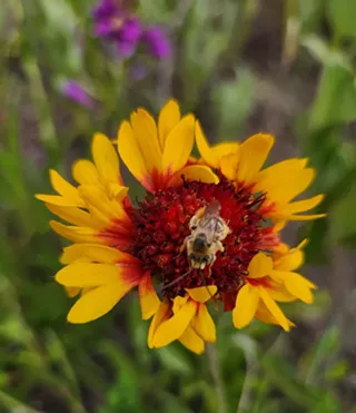 Image: WaterWise Landscape Field Day