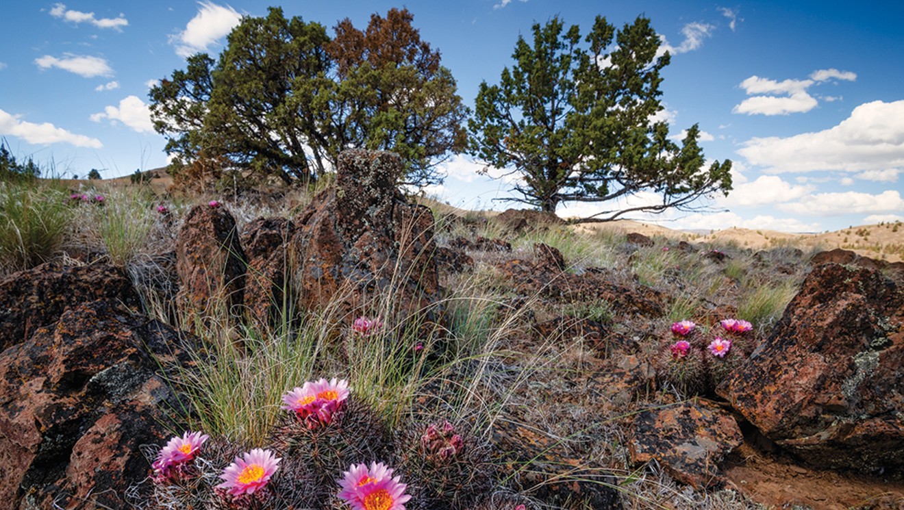 Where to See Wildflowers &#10;in Spring Basin