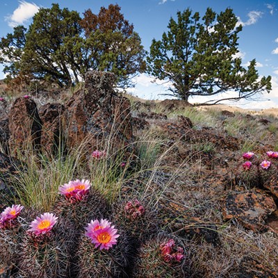 Where to See Wildflowers &#10;in Spring Basin