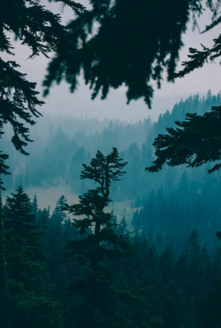 Image: Wildfire Care: Herbal Support for Smoke, Stress & Resilience