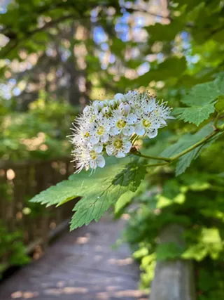 Image: Wildflower Hike