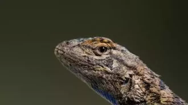 Image: Wildlife Conservation Photography