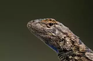Image: Wildlife Conservation Photography