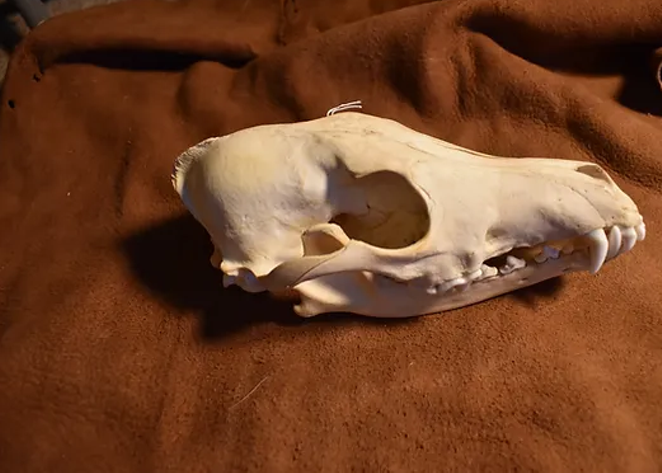 Wildlife Tracking: Skull + Bone ID Workshop