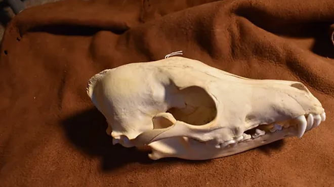 Image: Wildlife Tracking: Skull + Bone ID