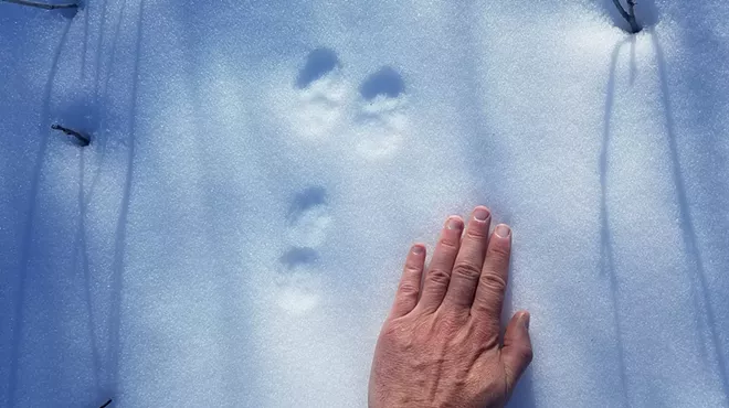 Image: Wildlife Tracking Workshop