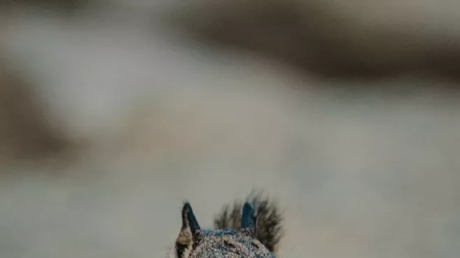 Image: Wildlife Trivia