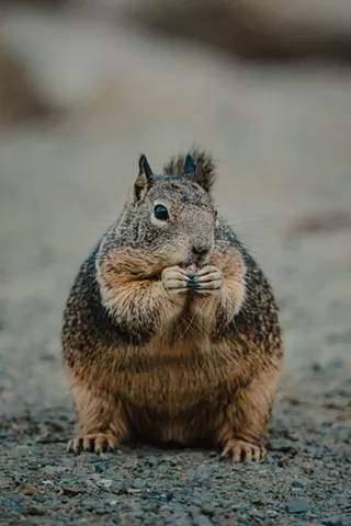 Image: Wildlife Trivia