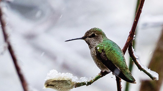 Winter Wonders: Caring for Wintering Hummingbirds